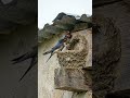 Swallows Build a Mud Nest Step by Step 🏡