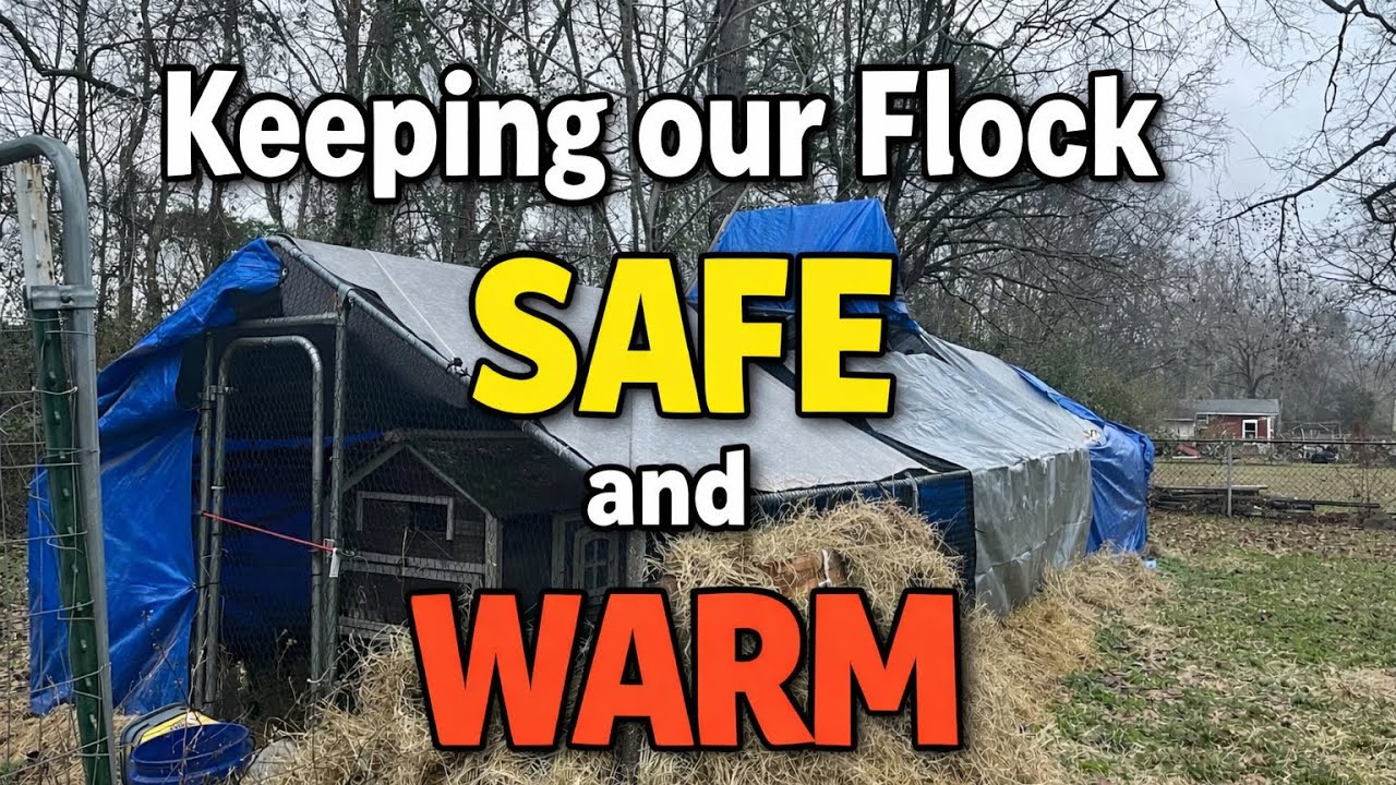 Как я защитил своих кур от минусовых температур | Экскурсия по курятнику