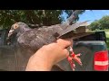 I Trapped a Banded Racing Pigeon!!! (Plus Pigeon Hunt)