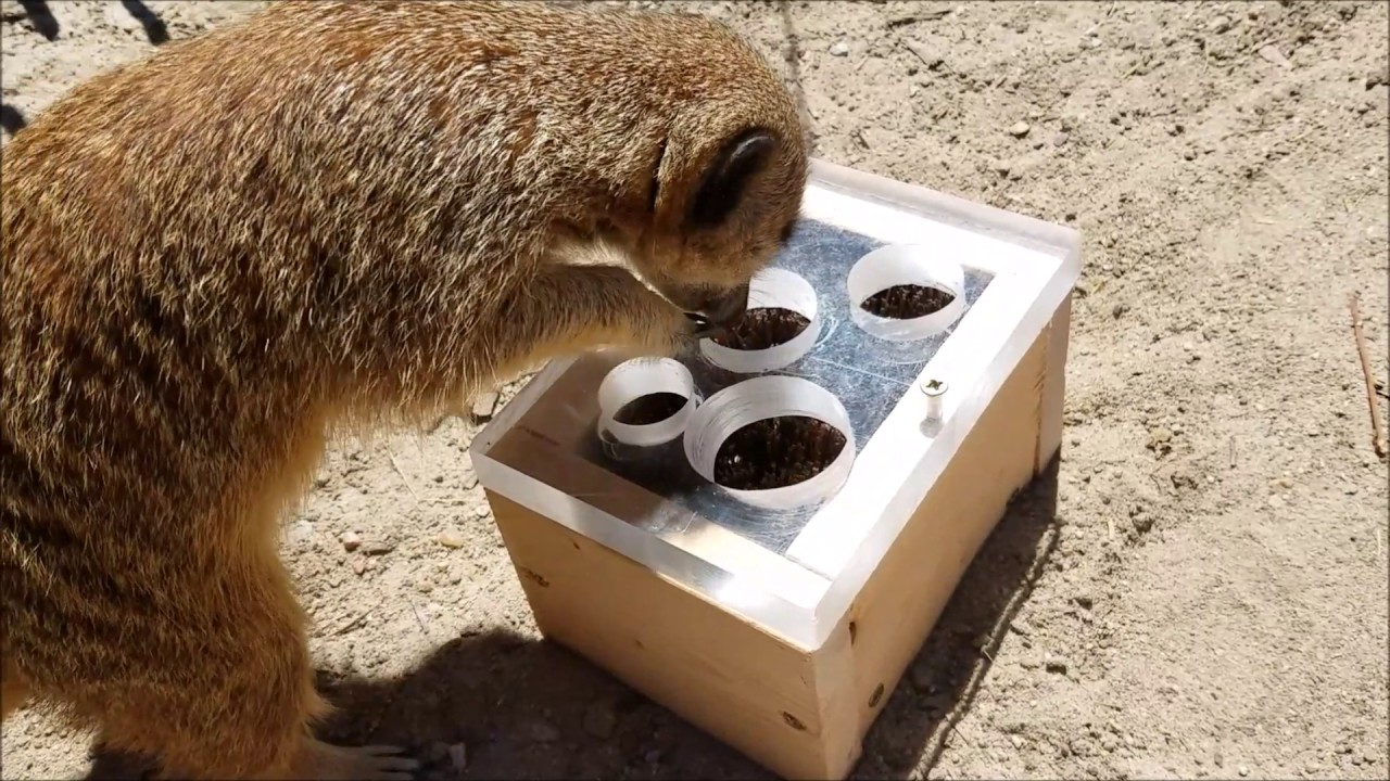 ヘンリードーリー動物園のエンリッチメント リサーチマニアのメモ帳