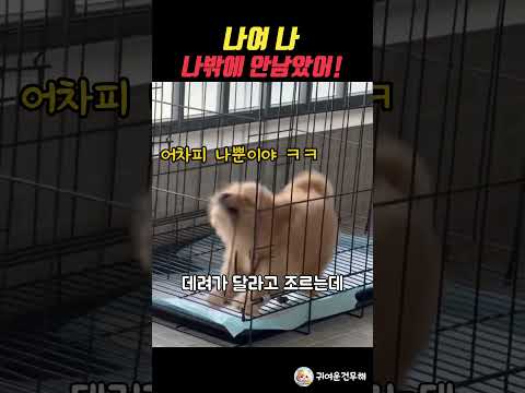 분양 받고 싶어 안달난 강아지 ㅋㅋㅋ thumbnail