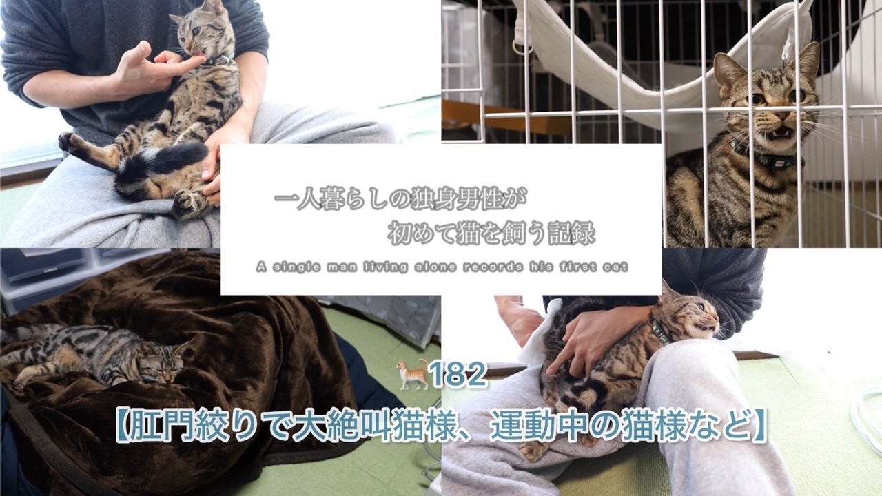 🐈182新猫様【肛門絞りで大絶叫猫様、運動中の猫様など】