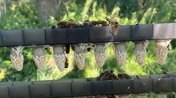 How I Raised Queen Cells Using Just ONE Hive (Starter + Finisher!)