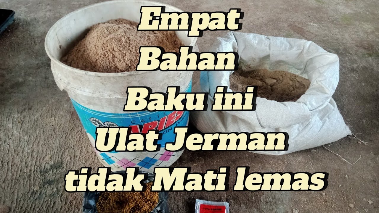 Cara Meracik Pakan Ulat Jerman Biar Tidak Mati Lemas Atau Mati Masal