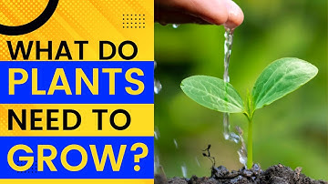 5 Things Plants Need to Grow (The Process of Photosynthesis Explained)