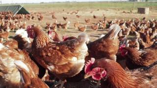 Free range hens are not necessarily less stressed than cage or barn housed hens, a study from the Faculty of Veterinary Science at 