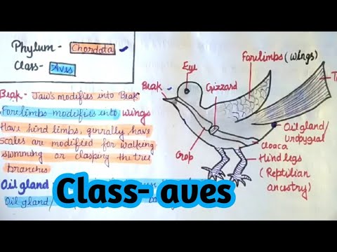 Aves_class || structure_ of_ birds ||by NEETrate - YouTube