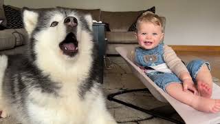 Adorable Baby Boy And Husky Howl Together! (Cutest Ever!!)