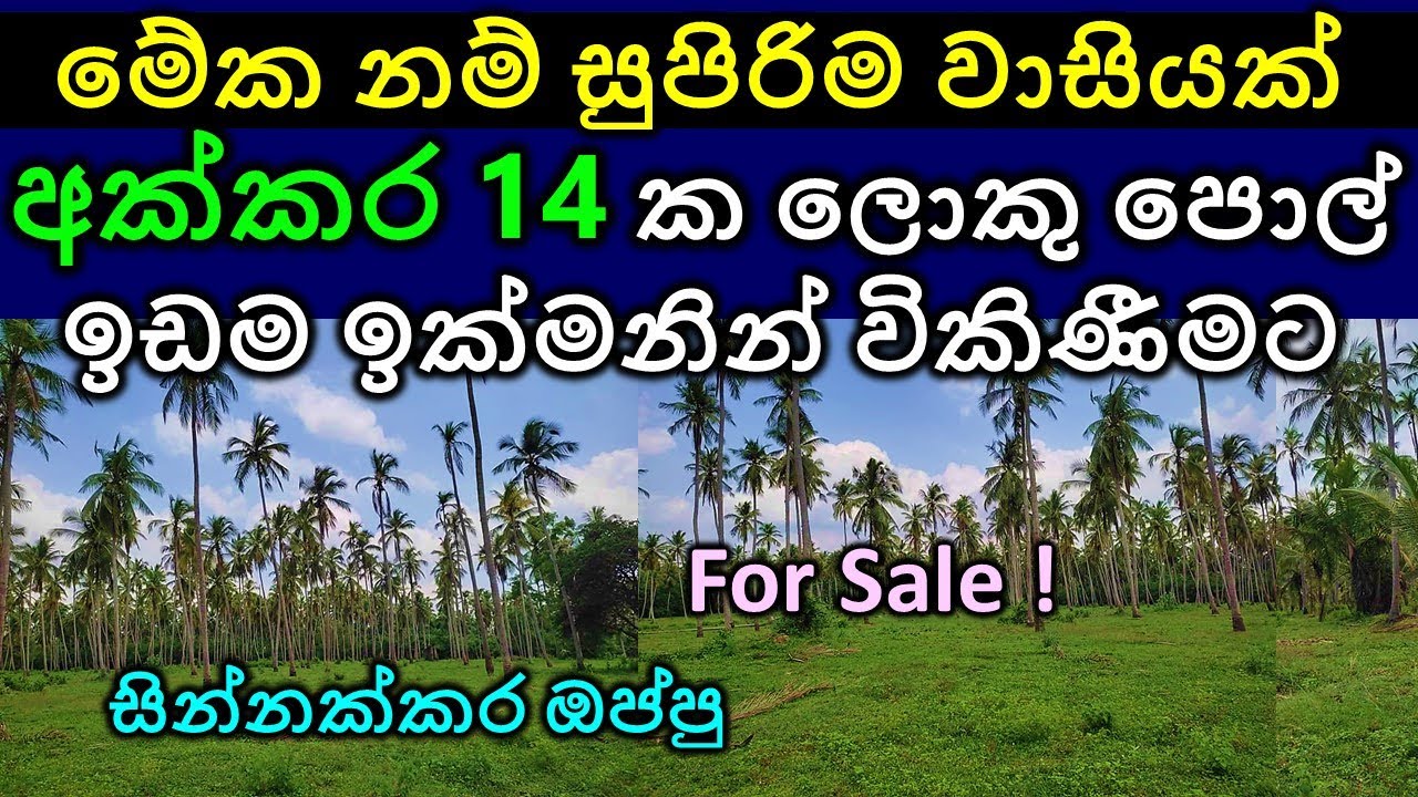 Coconut land for sale Property for sale Online money E money