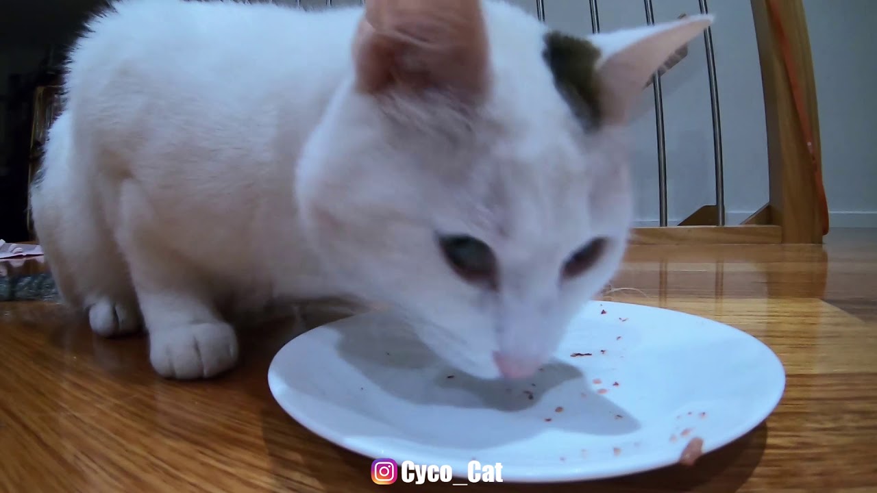 Funny Cat runs back and forth to ring bell for food YouTube