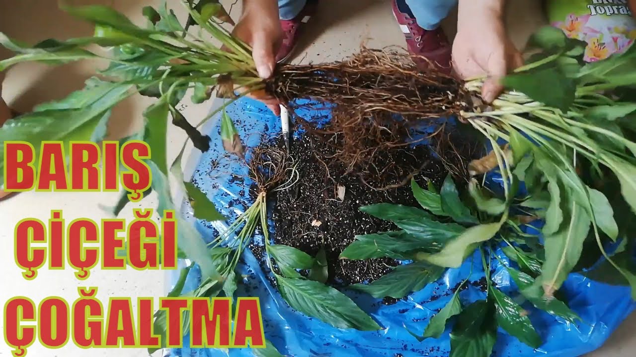 Barış Çiçeği Bakımı Çoğaltma Barış Çiçeklerinde Buna Çok Dikkat Edin ( Peace Lily (Spathiphyllum)