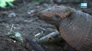 Bioanimal El Peludo - C Encuentro