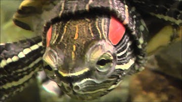 Red-Eared Slider  Trachemys scripta elegans  HD 1080P