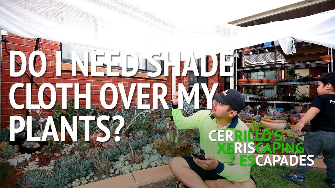 do-i-need-shade-cloth-over-my-plants-youtube
