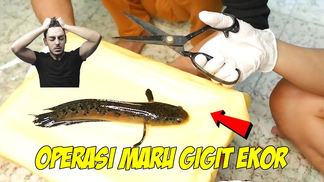 Proses operasi potong ekor pada channa Marulioides