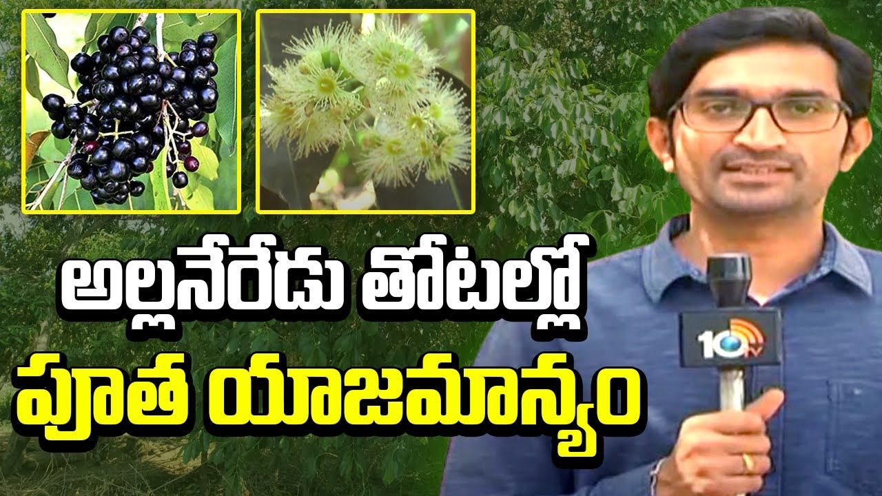 Jamun cultivation Tips | అల్లనేరేడు తోటల్లో పూత యాజమాన్యం| Allaneredu | Matti Manishi | 10TV
