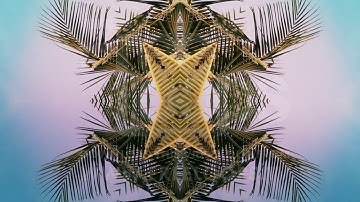 Beach Party Palms Background 1 from FreeLoops.tv