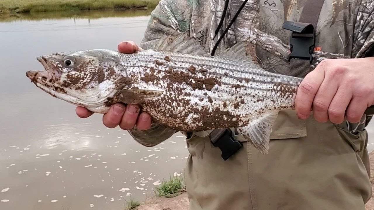 Fishing Striped Bass Windsor (Nova Scotia) YouTube