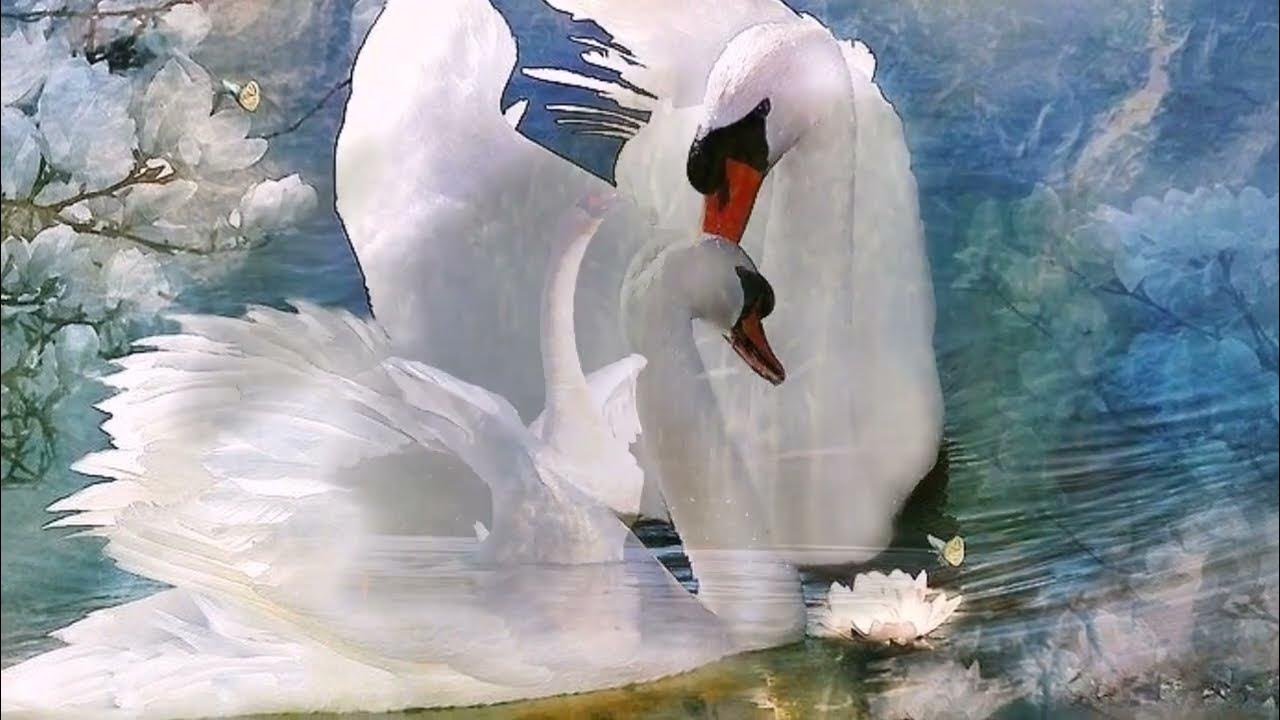Счастья и любви лебеди