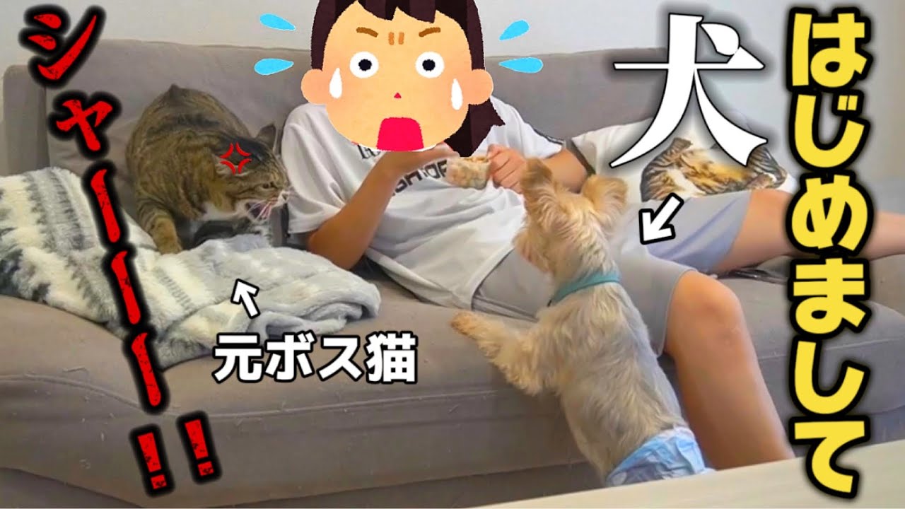 23歳一人暮らし。我が家に犬がやってきて大変なことになりました