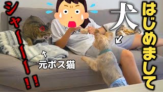 23歳一人暮らし。我が家に犬がやってきて大変なことになりました