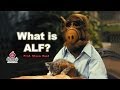 What is ALF Animal Liberation Front - Steve Best