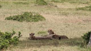 Maasai Mara National Reserve (Part-XIX)