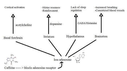 This is your brain on caffeine