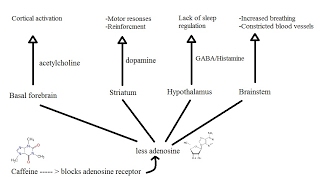 This is your brain on caffeine