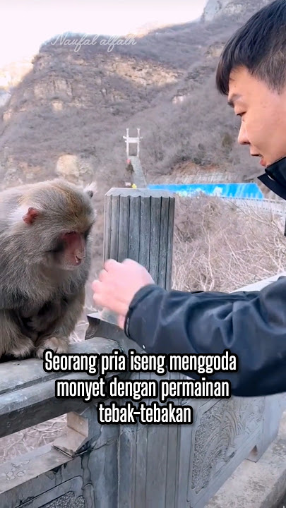 Si monyet bermain tebak-tebakan