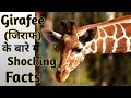 Giraffe (जिराफ) के बारे में Shocking Facts l Facts about Girafee that will shock you l The Parikshit