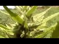 Urban Grower 47: Jamaican Ganja Fields