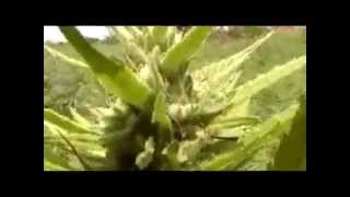 Urban Grower 47: Jamaican Ganja Fields