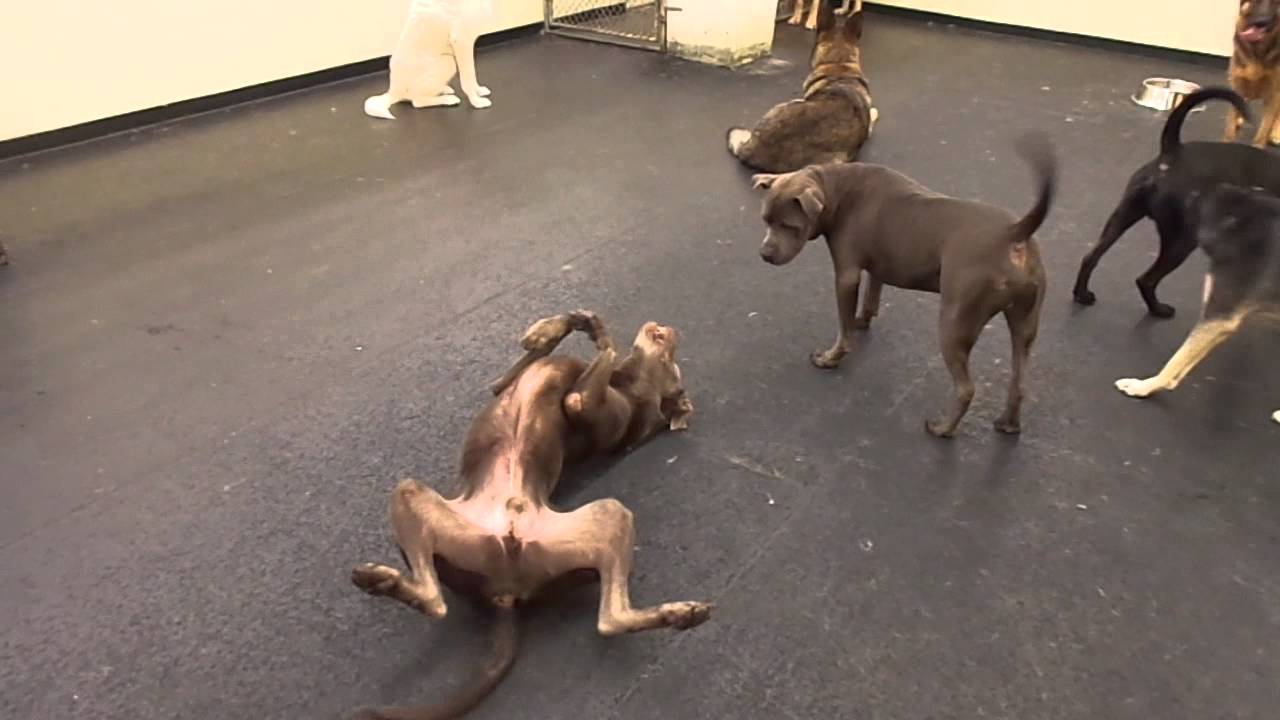 The Barking Lot - 7/31/15 - MAH04999