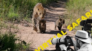 Where is this Mother Leopard taking these 2 tiny Cubs? Virtual Safari # 206