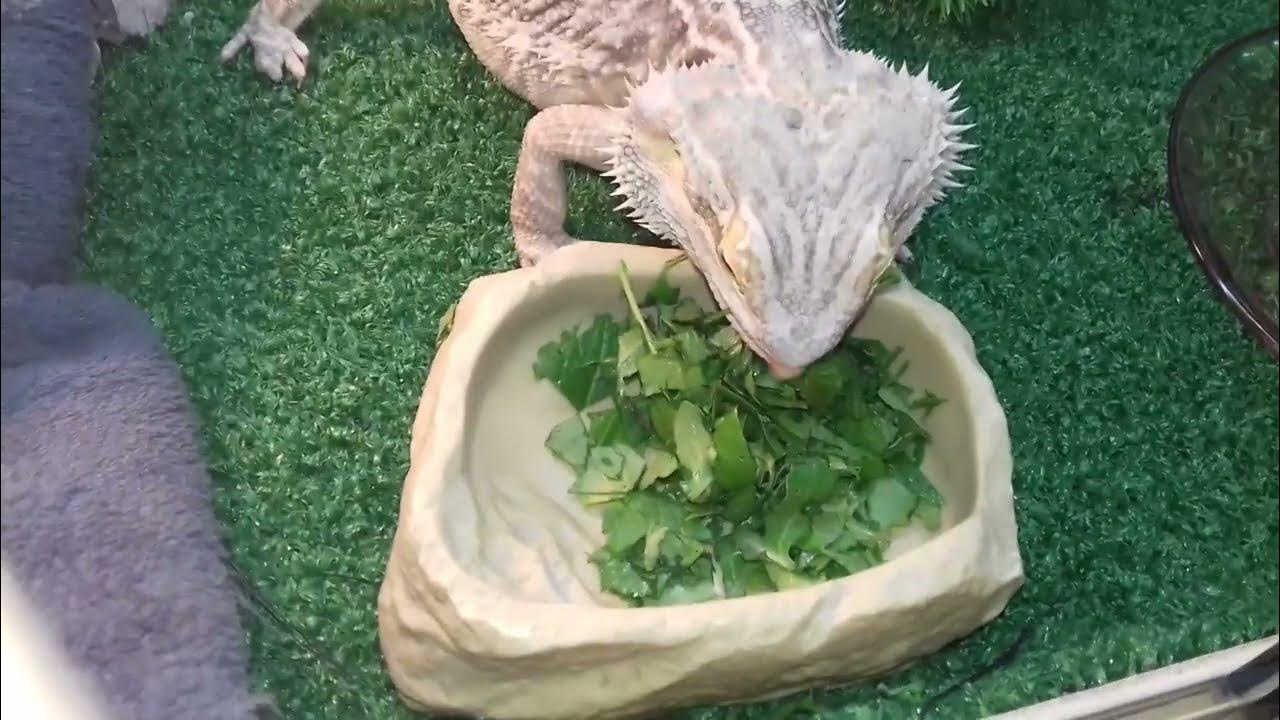Bearded Dragons eating Salads YouTube