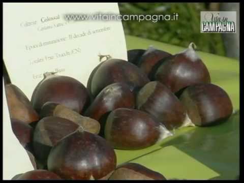 La conservazione delle castagne fresche