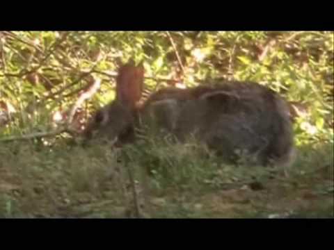 Rabbit Zooming JVC GZ MG630 Camera - YouTube