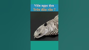 Viên ngọc đen trên đầu rắn hổ mang chúa là gì #shortvideo #banbietkhong #shots