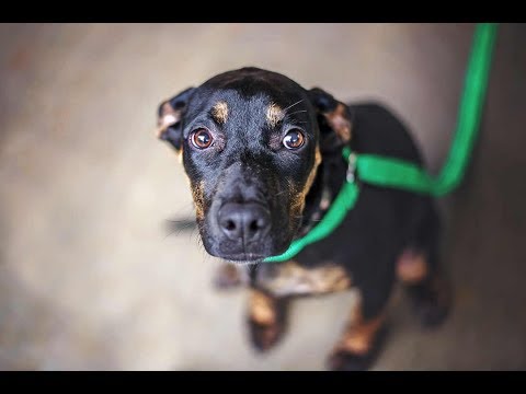 Videó: Van-e A Kutyáknak Időérzékük?
