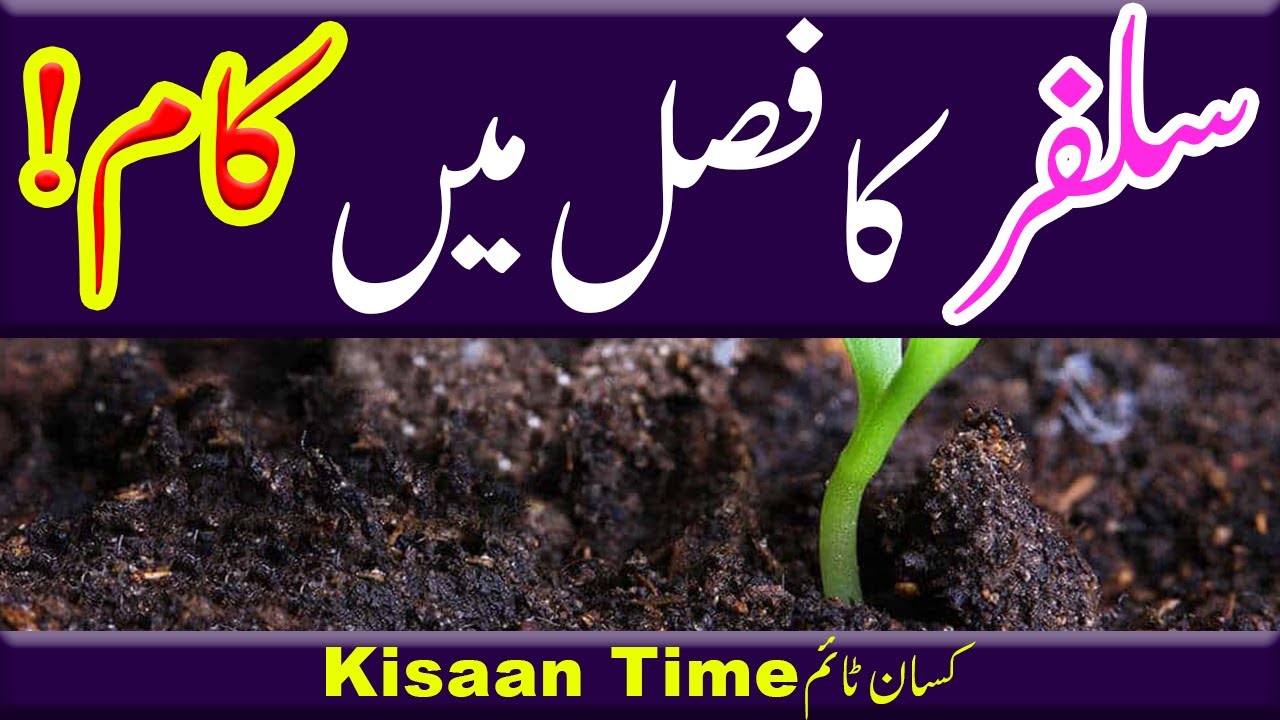Sulphur fertilizer sulphur for wheat crop sulphur ke fayde sulphur in crops Kisan Time کسان ٹائم