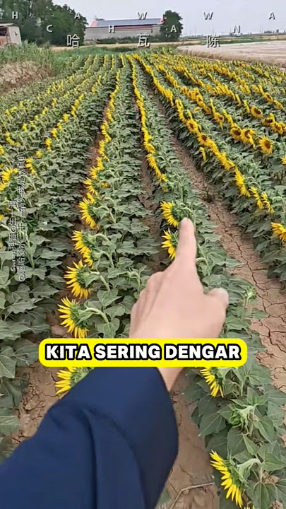 bunga matahari tidak selalu menghadap matahari🌻