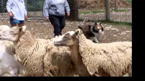 Sheltie Ron passing Herding Instinct Test June 2014