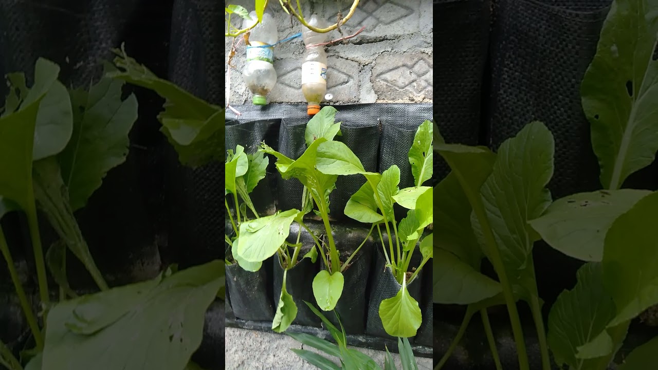 cara menanam sosin YouTube