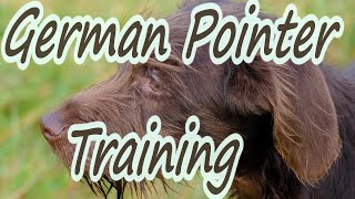 German Pointer Training