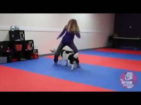 Dog playing with girl pussy