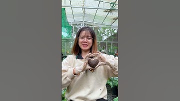 Trồng cỏ may mắn từ hạt thanh long (P4)