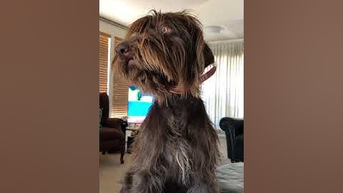 Nico the older talking Pudelpointer