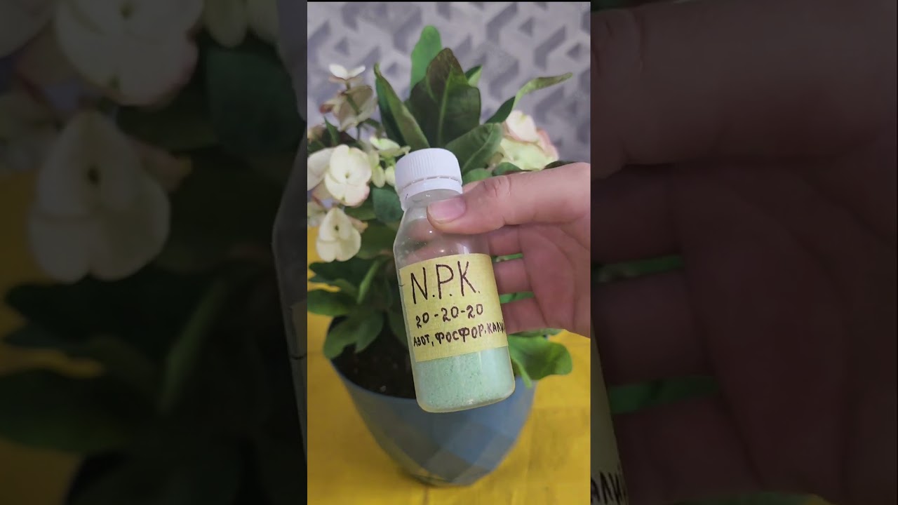 N⁰-358. МАЛАЧАЯ ГУЛИНИ ПАРВАРИШИ ВА КУПАЙТИРИЛИШИ.🥰🥰🥰