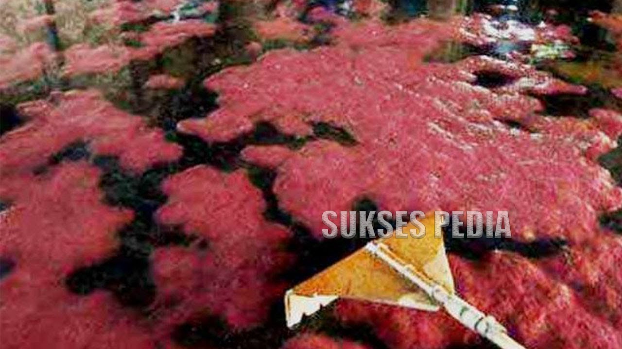 BUDIDAYA CACING SUTERA DENGAN AMPAS TAHU DAN KOTORAN AYAM 